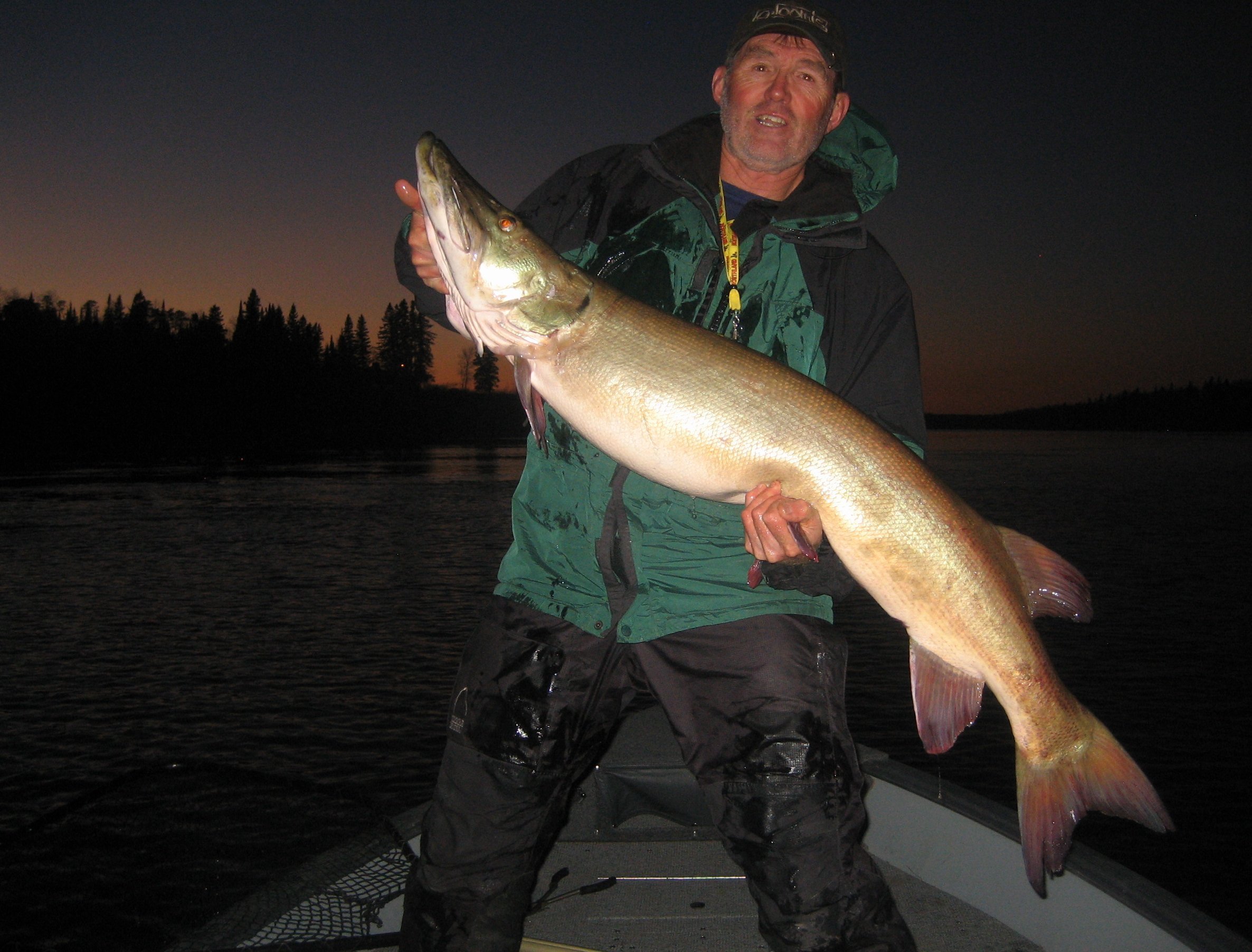 Three 50-inch muskies for Bill. Photos by Larry Petty and Wayne Chamberlin.
